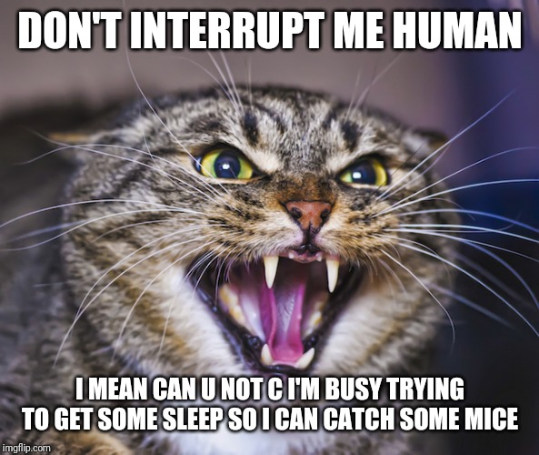 Whatever you do don't interrupt this kitty when he's trying to get some sleep | DON'T INTERRUPT ME HUMAN; I MEAN CAN U NOT C I'M BUSY TRYING TO GET SOME SLEEP SO I CAN CATCH SOME MICE | image tagged in angry cat,memes,funny cat memes | made w/ Imgflip meme maker