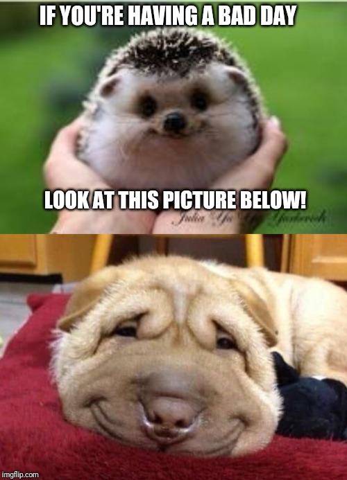 IF YOU'RE HAVING A BAD DAY; LOOK AT THIS PICTURE BELOW! | image tagged in adorbhedgehog | made w/ Imgflip meme maker
