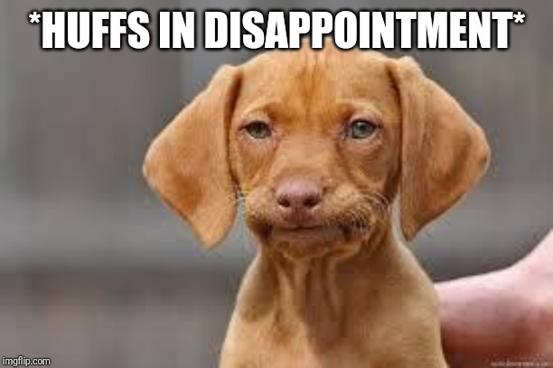 Disappointed Dog | *HUFFS IN DISAPPOINTMENT* | image tagged in disappointed dog | made w/ Imgflip meme maker