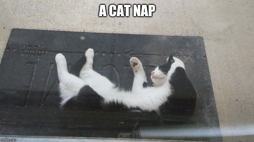 A CAT NAP | image tagged in cat,nap | made w/ Imgflip meme maker