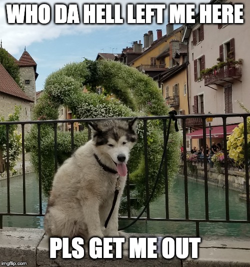 dog | WHO DA HELL LEFT ME HERE; PLS GET ME OUT | image tagged in dog | made w/ Imgflip meme maker