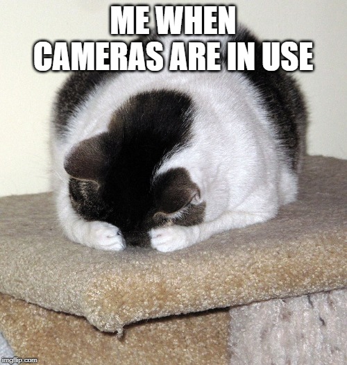 Hiding Cat | ME WHEN CAMERAS ARE IN USE | image tagged in hiding cat | made w/ Imgflip meme maker