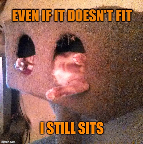 Cat Beans | EVEN IF IT DOESN'T FIT; I STILL SITS | image tagged in cats | made w/ Imgflip meme maker