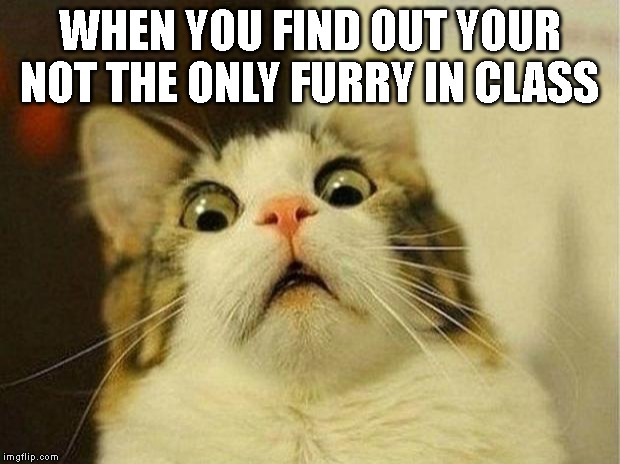 Scared Cat Meme | WHEN YOU FIND OUT YOUR NOT THE ONLY FURRY IN CLASS | image tagged in memes,scared cat | made w/ Imgflip meme maker
