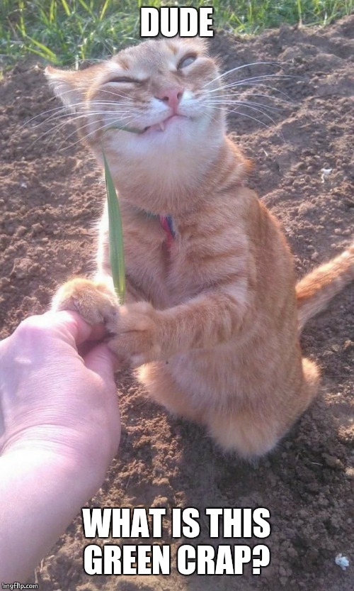 YUCK | DUDE; WHAT IS THIS GREEN CRAP? | image tagged in cats,funny cats | made w/ Imgflip meme maker