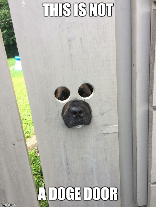 NOT WHAT I WANTED | THIS IS NOT; A DOGE DOOR | image tagged in doge,dogs,funny dog | made w/ Imgflip meme maker