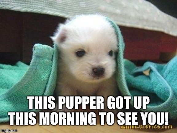 Cute puppy | THIS PUPPER GOT UP THIS MORNING TO SEE YOU! | image tagged in cute puppy | made w/ Imgflip meme maker