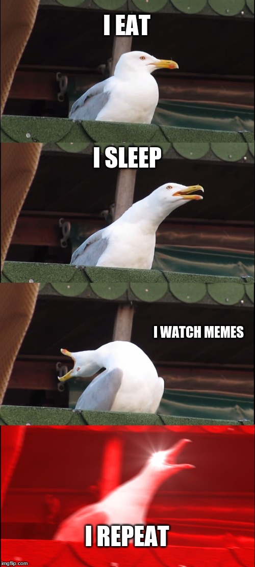 Inhaling Seagull Meme | I EAT; I SLEEP; I WATCH MEMES; I REPEAT | image tagged in memes,inhaling seagull | made w/ Imgflip meme maker