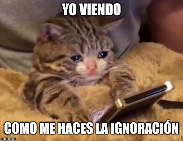 YO VIENDO; COMO ME HACES LA IGNORACIÓN | image tagged in cats | made w/ Imgflip meme maker