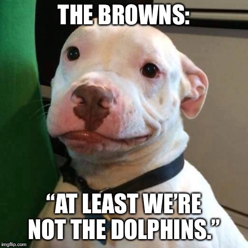 The Miami Dolphins really suck this year | THE BROWNS:; “AT LEAST WE’RE NOT THE DOLPHINS.” | image tagged in at least dog,memes,dolphin,cleveland browns,nfl football,suck | made w/ Imgflip meme maker