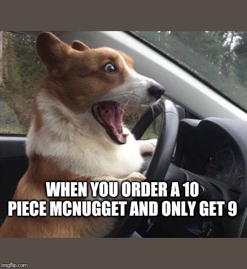 dog driving | WHEN YOU ORDER A 10 PIECE MCNUGGET AND ONLY GET 9 | image tagged in dog driving | made w/ Imgflip meme maker