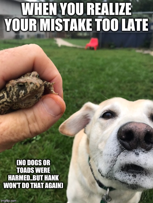 WHEN YOU REALIZE YOUR MISTAKE TOO LATE; (NO DOGS OR TOADS WERE HARMED..BUT HANK WON'T DO THAT AGAIN) | image tagged in dogs,toads,grumpy toads,humor | made w/ Imgflip meme maker