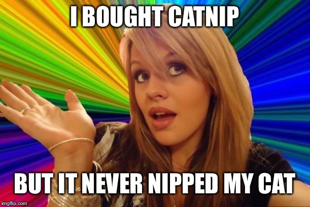 Dumb Blonde | I BOUGHT CATNIP; BUT IT NEVER NIPPED MY CAT | image tagged in memes,dumb blonde | made w/ Imgflip meme maker