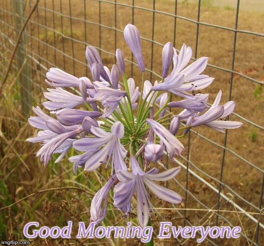 Good Morning Everyone | Good Morning Everyone | image tagged in memes,flowers,good morning,good morning flowers | made w/ Imgflip meme maker