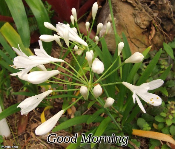 Good Morning | Good Morning | image tagged in memes,good morning,flowers,good morning flowers | made w/ Imgflip meme maker