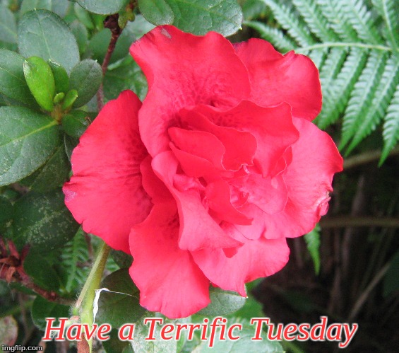 Have a Terrific Tuesday | Have a Terrific Tuesday | image tagged in memes,flowers,good morning tuesday | made w/ Imgflip meme maker