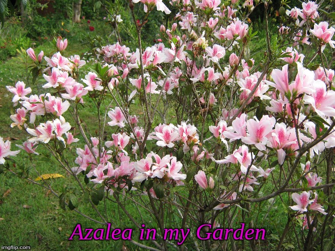 Azalea in my Garden | Azalea in my Garden | image tagged in memes,azalea,flowers,gardens | made w/ Imgflip meme maker