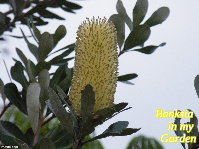 Banksia in my Garden | Banksia 
in my 
Garden | image tagged in memes,banksia,flowers,garden | made w/ Imgflip meme maker