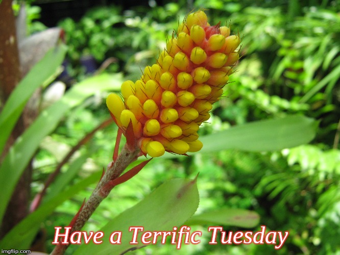 Have a Terrific Tuesday | Have a Terrific Tuesday | image tagged in memes,good morning,tuesday,bromeliads | made w/ Imgflip meme maker