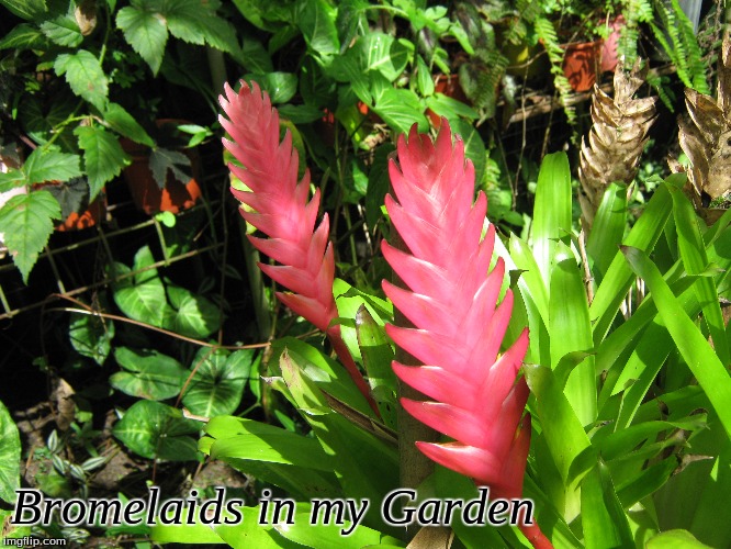 Bromelaids in my Garden | Bromelaids in my Garden | image tagged in memes,garden,flowers,bromelaids | made w/ Imgflip meme maker
