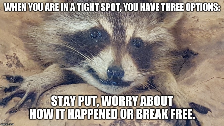 You have options | WHEN YOU ARE IN A TIGHT SPOT, YOU HAVE THREE OPTIONS:; STAY PUT, WORRY ABOUT HOW IT HAPPENED OR BREAK FREE. | image tagged in raccoon,break free,stay put,why worry,get moving,no raccoon was harmed making this meme | made w/ Imgflip meme maker