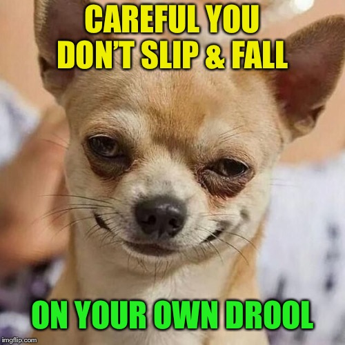 Smirking Dog | CAREFUL YOU DON’T SLIP & FALL ON YOUR OWN DROOL | image tagged in smirking dog | made w/ Imgflip meme maker