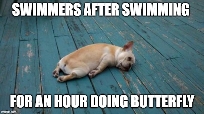 tired dog | SWIMMERS AFTER SWIMMING; FOR AN HOUR DOING BUTTERFLY | image tagged in tired dog | made w/ Imgflip meme maker