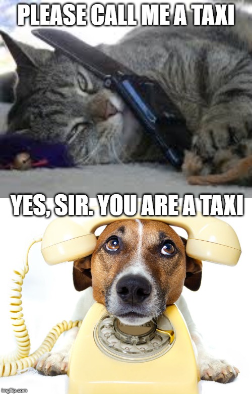 cat calling | PLEASE CALL ME A TAXI; YES, SIR. YOU ARE A TAXI | image tagged in cat | made w/ Imgflip meme maker