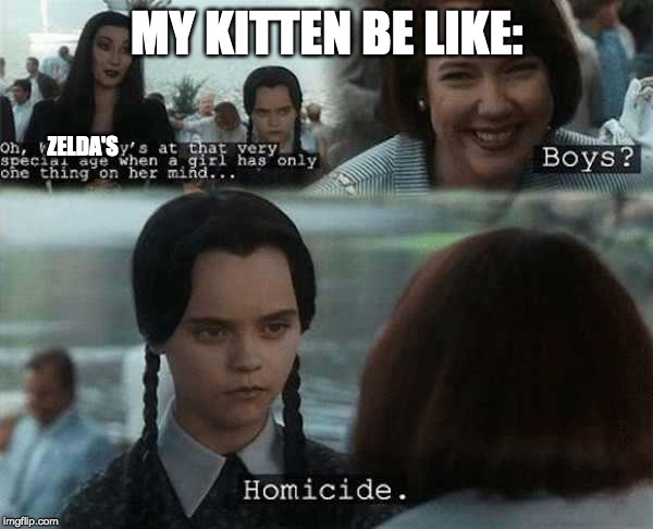 Homicide | MY KITTEN BE LIKE:; ZELDA'S | image tagged in homicide,cats | made w/ Imgflip meme maker