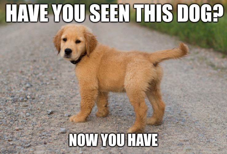 Now u hav | HAVE YOU SEEN THIS DOG? NOW YOU HAVE | image tagged in doggo,cute puppy | made w/ Imgflip meme maker