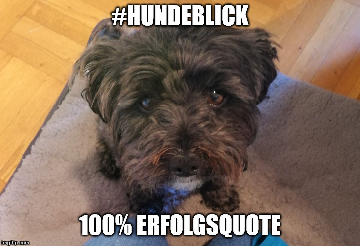 #HUNDEBLICK; 100% ERFOLGSQUOTE | made w/ Imgflip meme maker