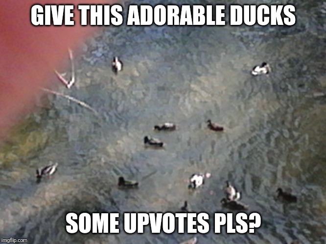 Adorable Ducks From Tenessee | GIVE THIS ADORABLE DUCKS; SOME UPVOTES PLS? | image tagged in ducks everywhere | made w/ Imgflip meme maker
