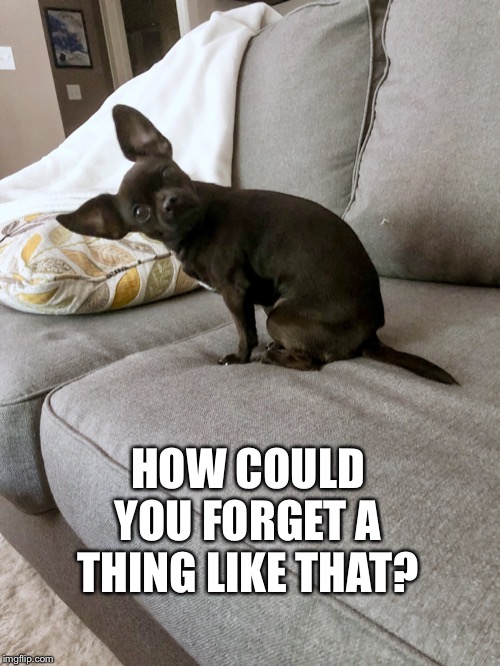 How could you forget | HOW COULD YOU FORGET A THING LIKE THAT? | image tagged in how could you forget | made w/ Imgflip meme maker