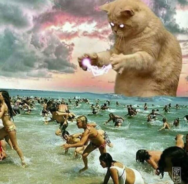 High Quality Giant Cat on beach Blank Meme Template