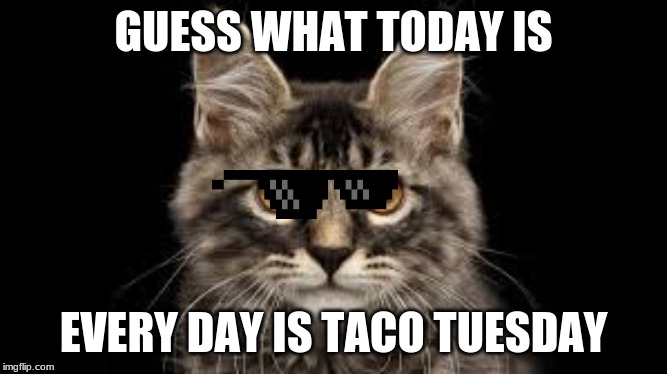 Taco Tuesday | GUESS WHAT TODAY IS; EVERY DAY IS TACO TUESDAY | image tagged in cats,tacos,tuesday | made w/ Imgflip meme maker