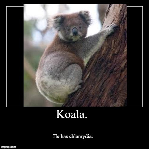image tagged in funny,demotivationals,koala,truth,oops | made w/ Imgflip demotivational maker