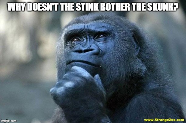 Deep Thoughts | WHY DOESN'T THE STINK BOTHER THE SKUNK? | image tagged in deep thoughts | made w/ Imgflip meme maker