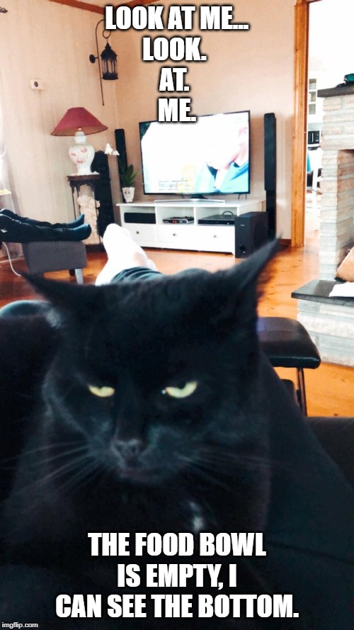 LOOK AT ME...

LOOK. 
AT. 
ME. THE FOOD BOWL IS EMPTY, I CAN SEE THE BOTTOM. | made w/ Imgflip meme maker