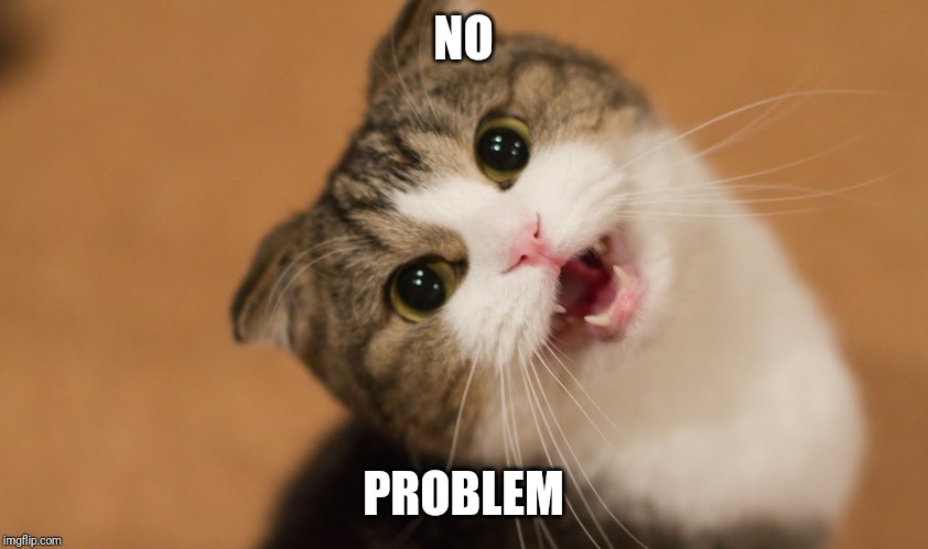 no problem cat | NO PROBLEM | image tagged in no problem cat | made w/ Imgflip meme maker
