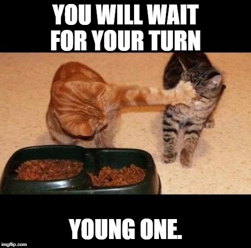 cats share food | YOU WILL WAIT FOR YOUR TURN; YOUNG ONE. | image tagged in cats share food | made w/ Imgflip meme maker