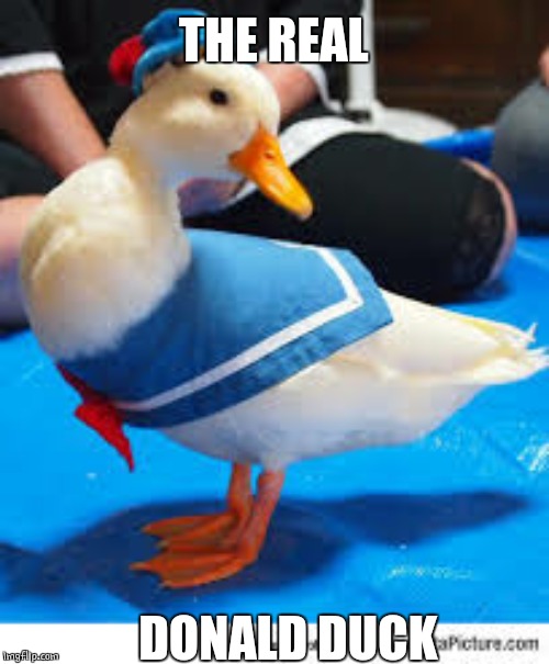 REAL | THE REAL; DONALD DUCK | image tagged in duck,ducks,donald duck | made w/ Imgflip meme maker