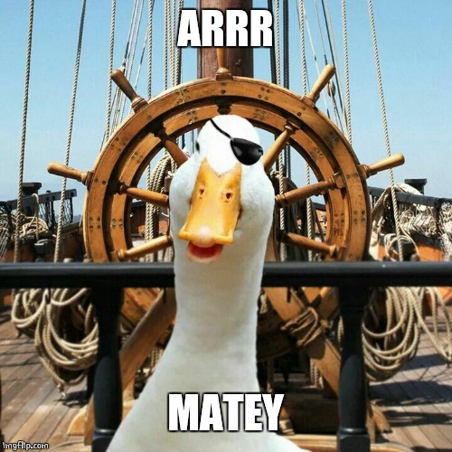 PIRATE DUCK | ARRR; MATEY | image tagged in pirate,pirate duck,duck | made w/ Imgflip meme maker