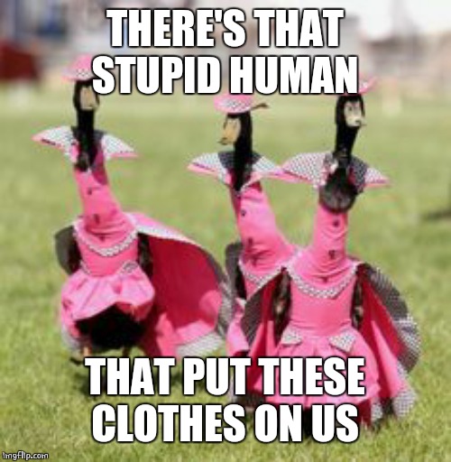 LADY DUCKS | THERE'S THAT STUPID HUMAN; THAT PUT THESE CLOTHES ON US | image tagged in ducks,funny ducks | made w/ Imgflip meme maker