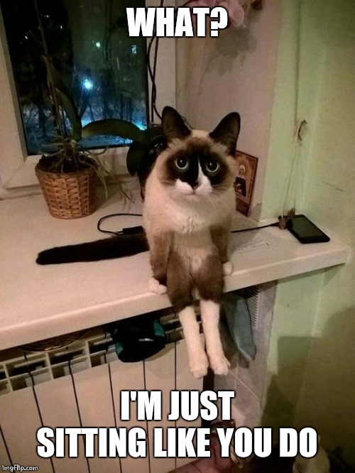 SIT KITTY | WHAT? I'M JUST SITTING LIKE YOU DO | image tagged in cats,funny cats | made w/ Imgflip meme maker