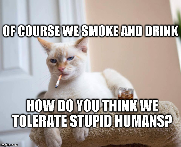 Cat drinking scotch | OF COURSE WE SMOKE AND DRINK; HOW DO YOU THINK WE TOLERATE STUPID HUMANS? | image tagged in catitude,stupid humans | made w/ Imgflip meme maker
