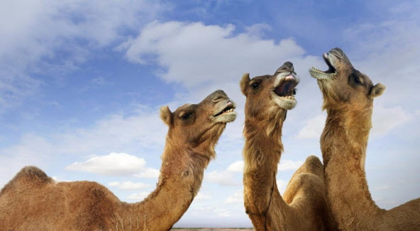 Camels Blank Meme Template