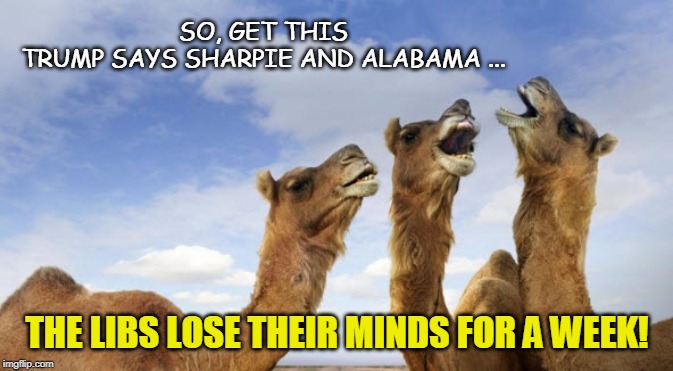 Camel Sharpie | SO, GET THIS
TRUMP SAYS SHARPIE AND ALABAMA ... THE LIBS LOSE THEIR MINDS FOR A WEEK! | image tagged in camels,liberals,alabama,funny memes,left wing,trump | made w/ Imgflip meme maker
