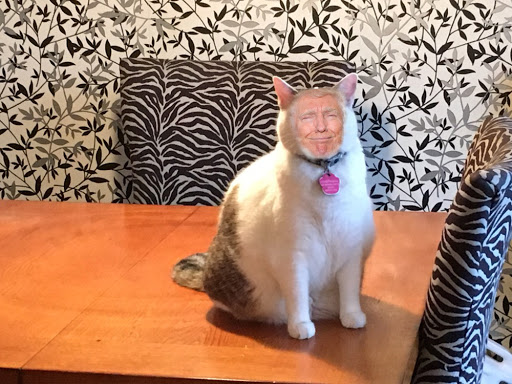 Trumpy Cat Blank Meme Template