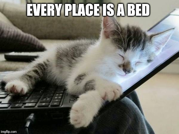 cat sleep computer | EVERY PLACE IS A BED | image tagged in cat sleep computer | made w/ Imgflip meme maker