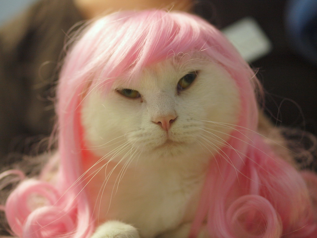 Животное с розовыми волосами. Розовая кошка. Розовый котик. Кошечка с розовыми волосами. Кошка в розовом парике.